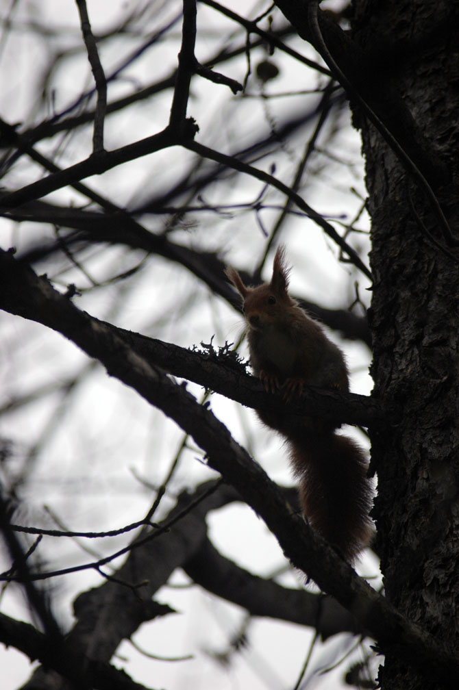 Sciurus vulgaris. Pollino